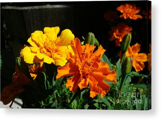 Marigolds Flowers Plants Gardening Sunrise Sunshine Acrylic Print featuring the photograph Marigold Morning Glory by Jim Sauchyn