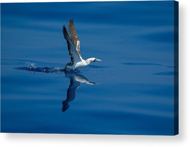 Masked Booby Acrylic Print featuring the photograph Masked Booby by Bradford Martin