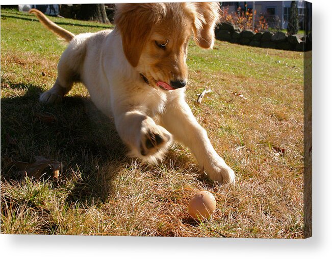 Golden Acrylic Print featuring the photograph Maya and Her Egg by Dale J Martin