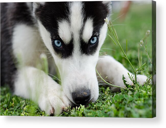 Husky Acrylic Print featuring the photograph Meko by Off The Beaten Path Photography - Andrew Alexander