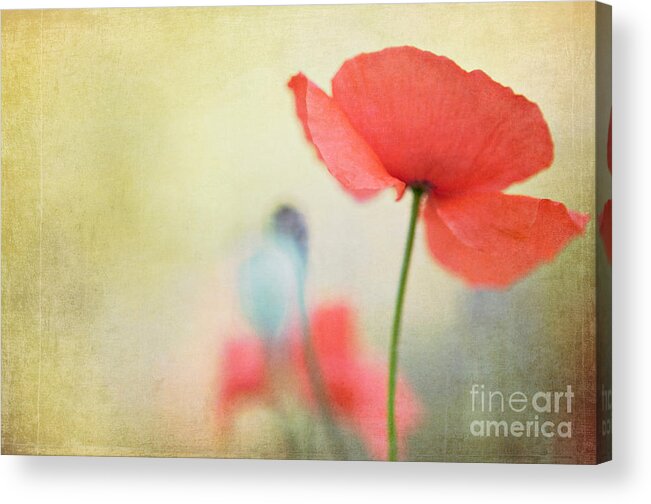 Wildflowers Acrylic Print featuring the photograph Memoir by Kim Fearheiley