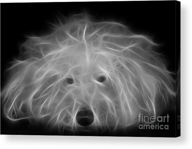 Merlin Acrylic Print featuring the photograph Merlin by Alyce Taylor