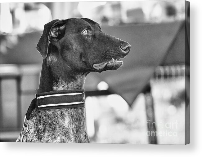 Dog Acrylic Print featuring the photograph Mesmerized by Eunice Gibb