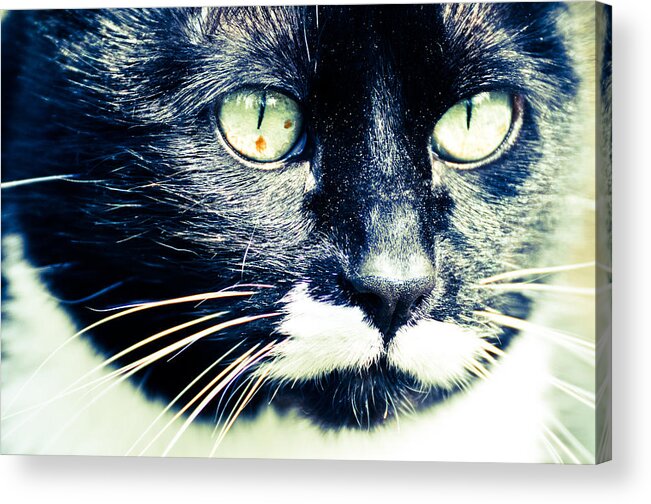 Black & White Cats Acrylic Print featuring the photograph Minnie by Ronda Broatch