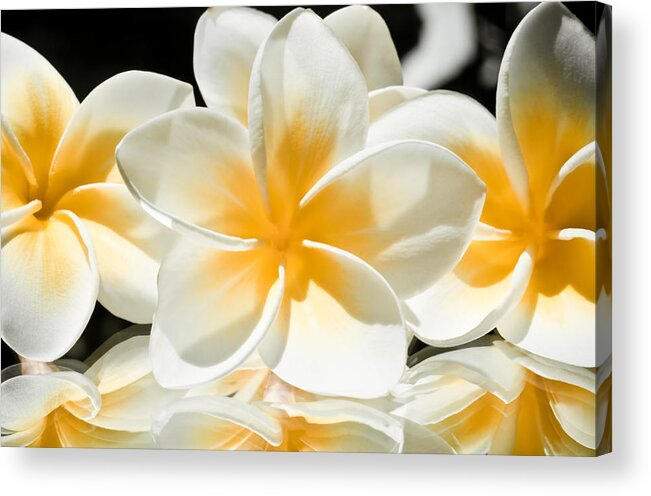 Artistic Acrylic Print featuring the photograph Mirrored Plumerias by Joe Carini - Printscapes