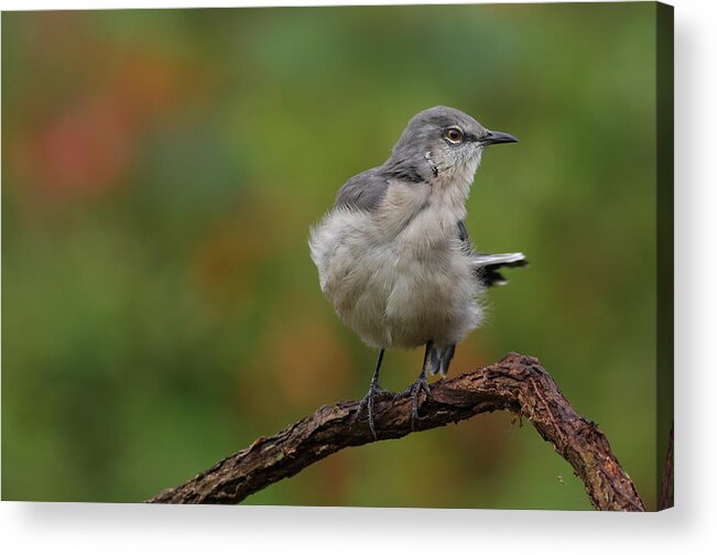 Mocking Bird Acrylic Print featuring the photograph Mocking Bird Perched In The Wind by Daniel Reed