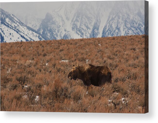 Moose Acrylic Print featuring the photograph Moose Grand Teton National Park by Benjamin Dahl