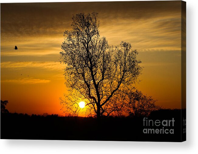 ...the First Flight Of The Morning Is Filled With Celebration And Hope Acrylic Print featuring the photograph Morning Flight by Everett Houser