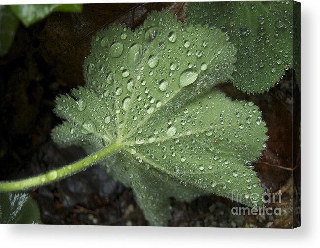 Leaf Acrylic Print featuring the photograph Morning Rain by Danielle Scott
