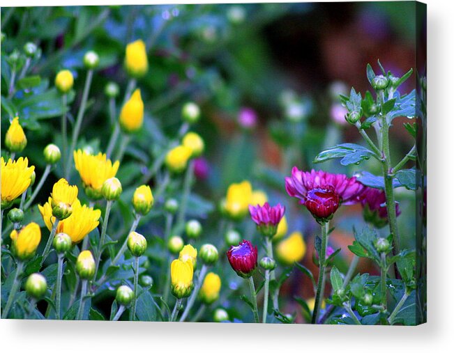 Flowers Acrylic Print featuring the photograph Morning Rain by LC Linda Scott
