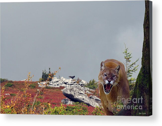 Mountain Lion Acrylic Print featuring the photograph Mountain Lion protecting his kill by Dan Friend