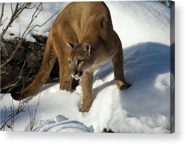 Mp Acrylic Print featuring the photograph Mountain Lion Puma Concolor by Matthias Breiter