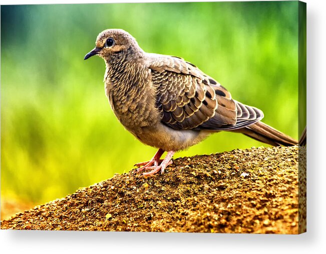 Dove Acrylic Print featuring the photograph Mourning Dove by Linda Tiepelman