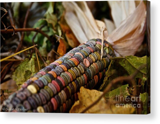 Outdoors Acrylic Print featuring the photograph Multi Colors by Susan Herber