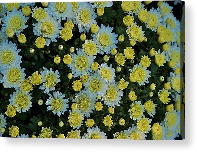 Flower Acrylic Print featuring the photograph Mums by Joseph Yarbrough