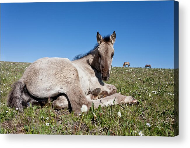 Feral Acrylic Print featuring the photograph Mustang Foal Up Close by D Robert Franz