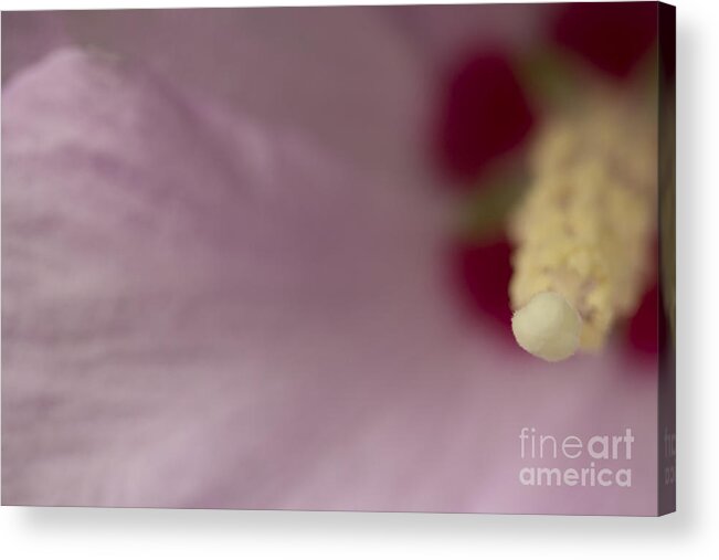 Florals Acrylic Print featuring the mixed media Natures Cheerleader by Kim Henderson