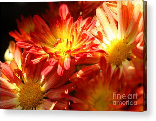 Mums Acrylic Print featuring the photograph Natures Glow by Brenda Giasson