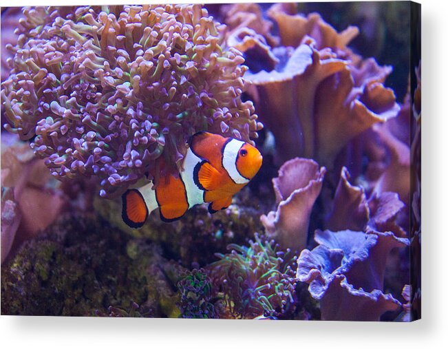 Fish Acrylic Print featuring the photograph Nemo by Ralf Kaiser