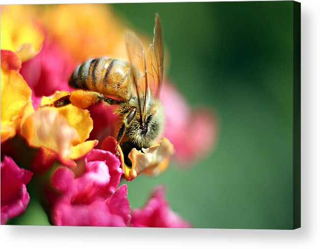 Bee Acrylic Print featuring the photograph Nestled In by Heidi Smith