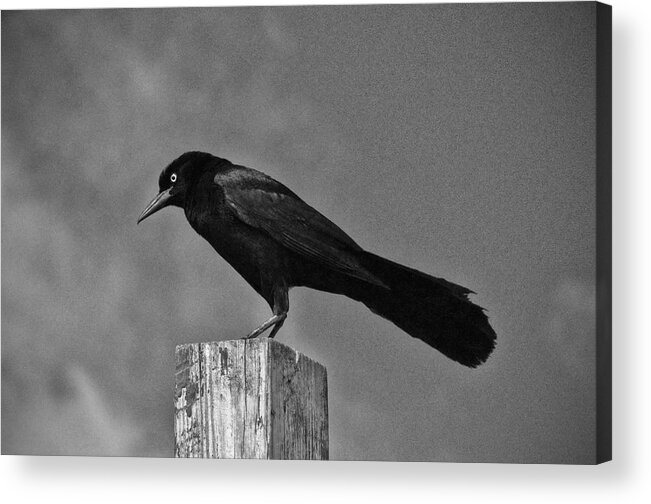 Bird Acrylic Print featuring the photograph Nevermore by David Arment