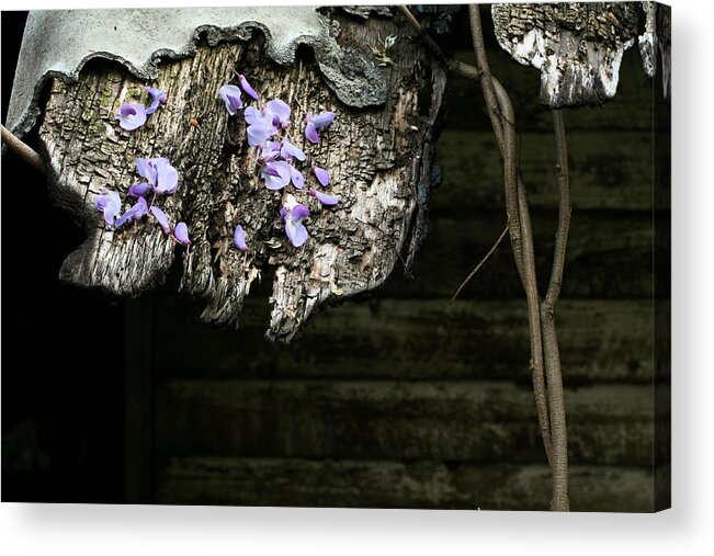 New Beginnings Acrylic Print featuring the photograph New Beginnings by JC Findley