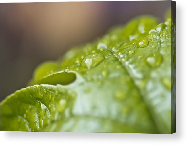 Leaf Acrylic Print featuring the photograph New Beginnings by Priya Ghose