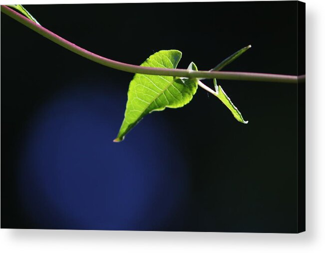 Leaf Acrylic Print featuring the photograph New Growth by Cathie Douglas