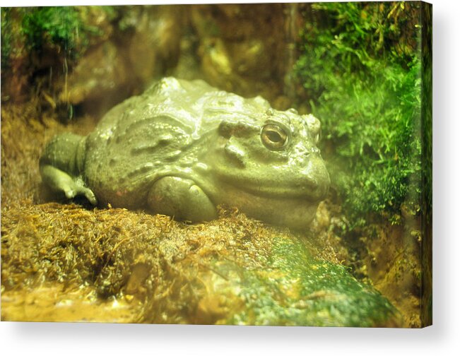 Reptiles Acrylic Print featuring the photograph No Kisses Allowed by Jan Amiss Photography