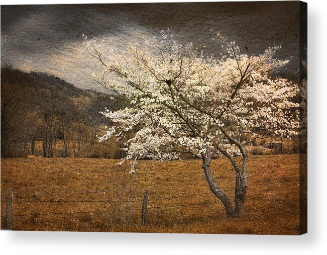 North Carolina Acrylic Print featuring the photograph North Carolina Dogwood in Spring by Gray Artus