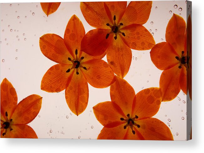 Flowers Acrylic Print featuring the photograph North Star by Bobby Villapando