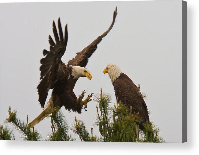 Bald Eagle Acrylic Print featuring the photograph Not Now by Dale J Martin