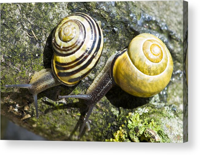 Snail Acrylic Print featuring the photograph N'Sync by Rob Hemphill