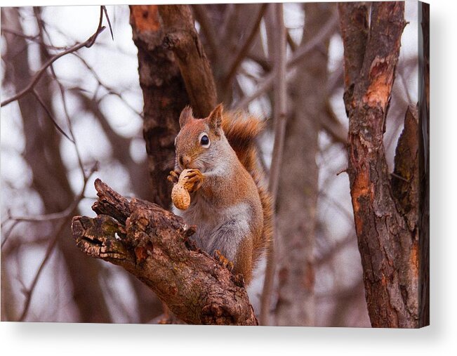 Nut Acrylic Print featuring the photograph Nutty Squirrel by Josef Pittner