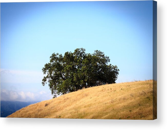 California Oak Tree Acrylic Print featuring the photograph Oak Behind Hill by Dina Calvarese