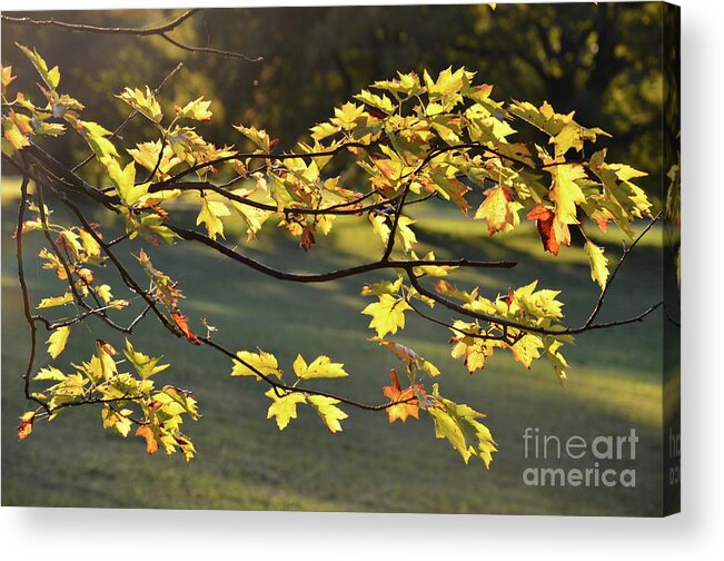 Autumn Acrylic Print featuring the photograph Oak leaves in the sunlight by Bruno Santoro