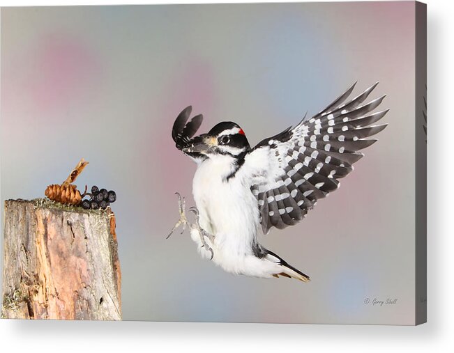 Nature Acrylic Print featuring the photograph Oh Oh No Brakes by Gerry Sibell