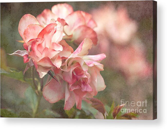 Old Rose Acrylic Print featuring the photograph Old Roses by Carole Lloyd