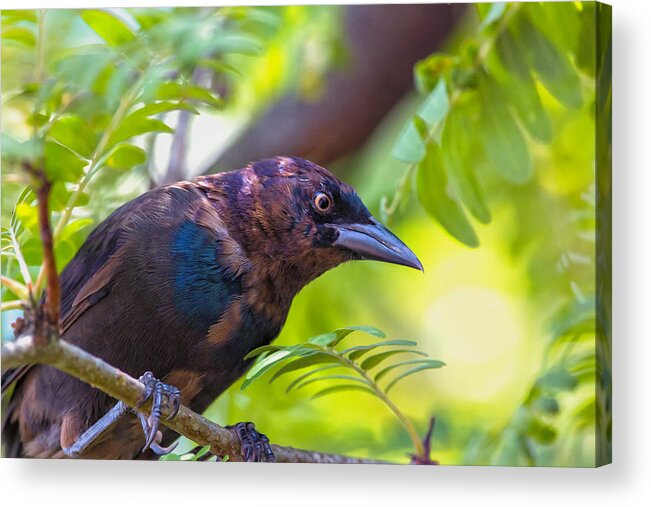 Grackle Acrylic Print featuring the photograph Ominous Molting Grackle by Bill and Linda Tiepelman