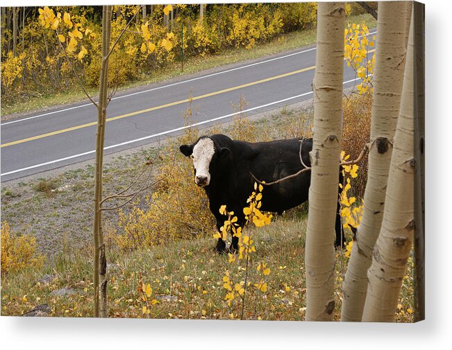 Oooops Wrong Trail Acrylic Print featuring the photograph Oooops Wrong Trail by Ernest Echols