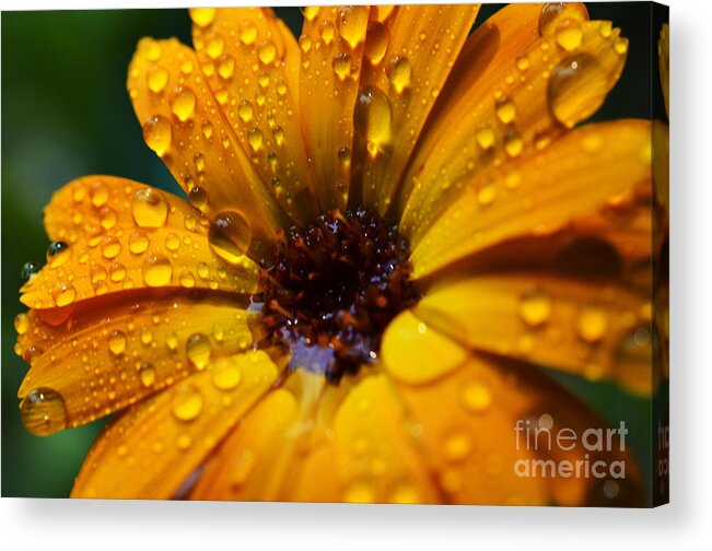 Orange Acrylic Print featuring the photograph Orange Daisy in the Rain by Thomas R Fletcher