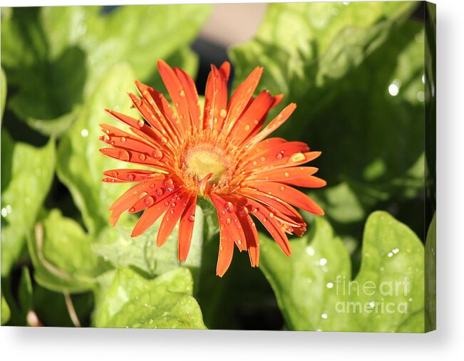 Orange Flower Acrylic Print featuring the photograph Orange Gerber Daisy by Sheri Simmons