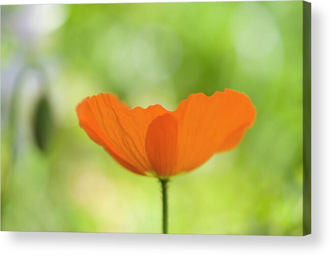 Poppy Acrylic Print featuring the photograph Orange poppie by Carolyn D'Alessandro