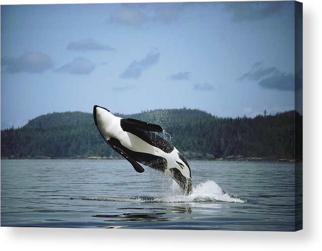 00079639 Acrylic Print featuring the photograph Orca Male Breaching Johnstone Strait by Flip Nicklin