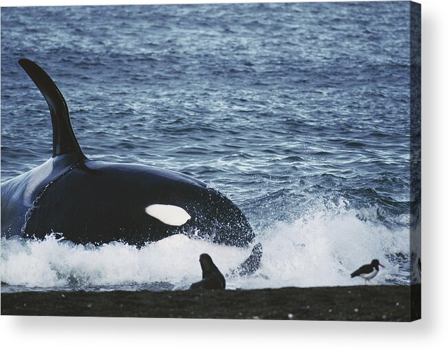 Mp Acrylic Print featuring the photograph Orca Orcinus Orca Hunting South by Hiroya Minakuchi