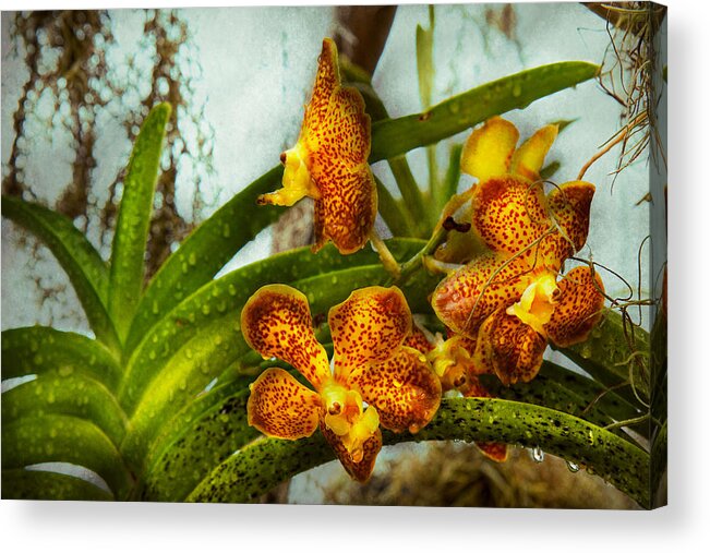 Orchid Acrylic Print featuring the photograph Orchid - Oncidium - Ripened  by Mike Savad