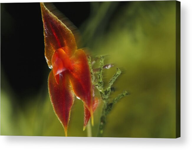00462798 Acrylic Print featuring the photograph Orchid Panama by Christian Ziegler