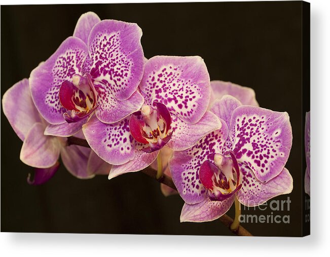 Orchids Acrylic Print featuring the photograph Orchids by Eunice Gibb