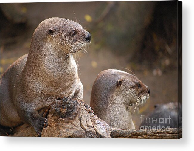 Otter Acrylic Print featuring the photograph Otters by Anjanette Douglas