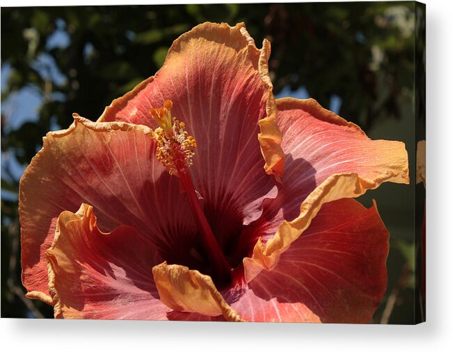 Hibiscus Acrylic Print featuring the photograph Out by Chris Anderson